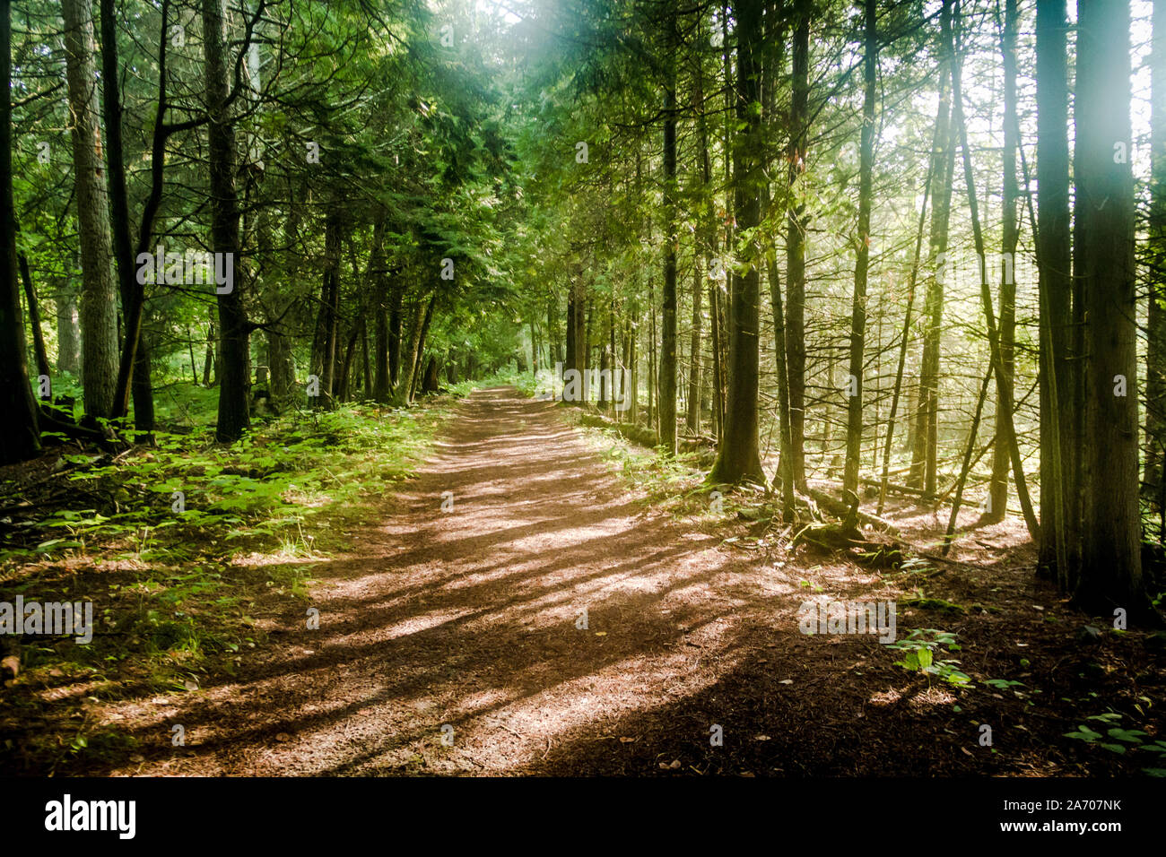 La luce del sole lo streaming attraverso il bosco su un sentiero in Door County, Wisconsin Foto Stock
