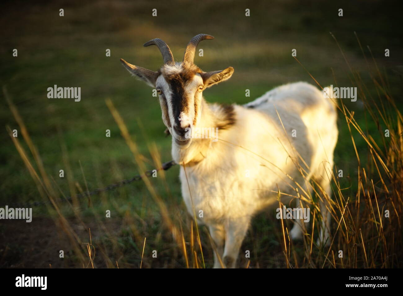Ritratto di una capra al guinzaglio in un prato closeup. Foto Stock