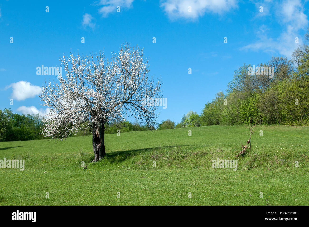 Sbocciato melo su erba verde prato in chiara giornata di sole Foto Stock