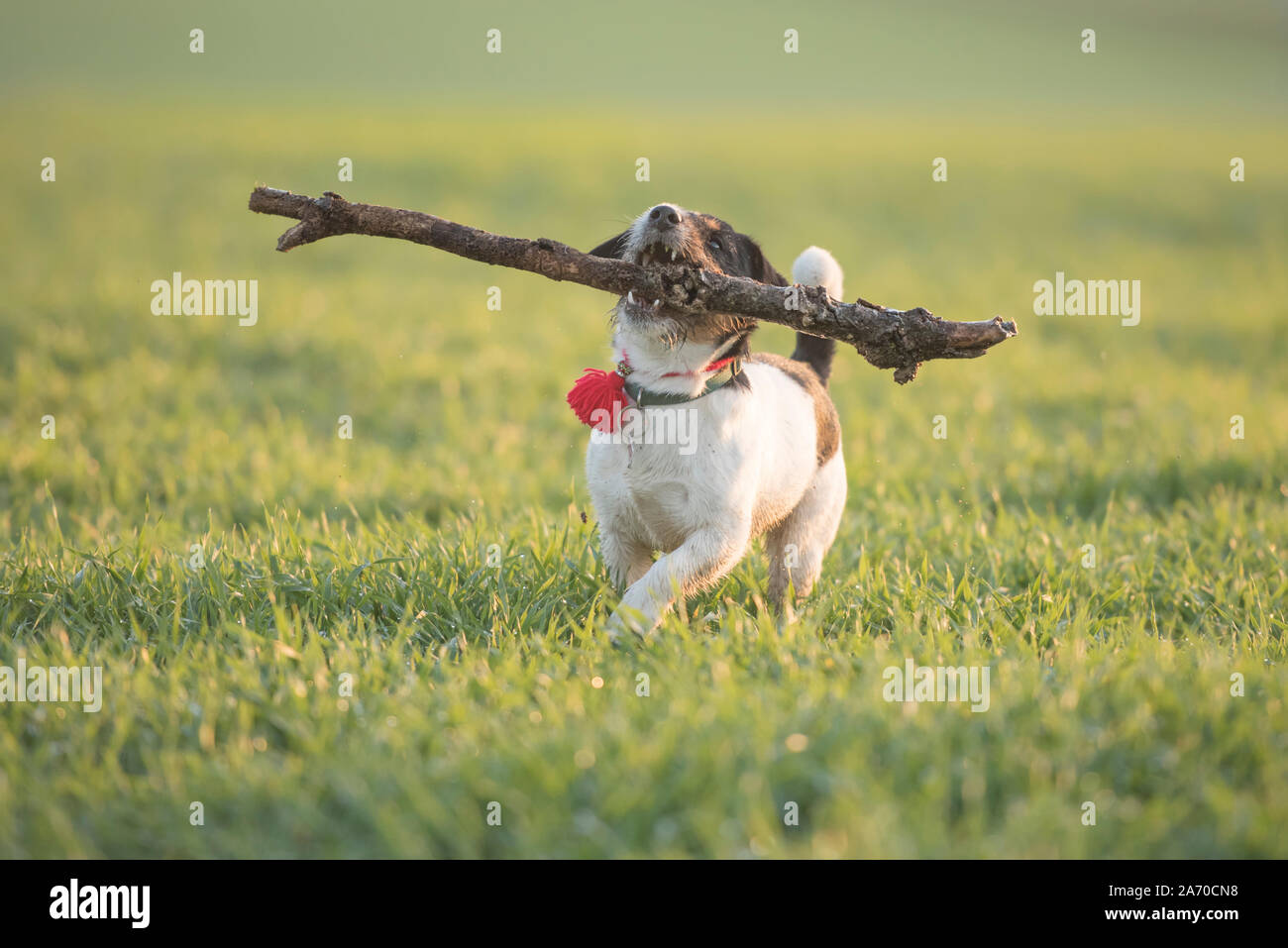 Poco felice dimensione follia Jack Russell Terrier cane porta una filiale di grandi dimensioni su un verde prato Foto Stock