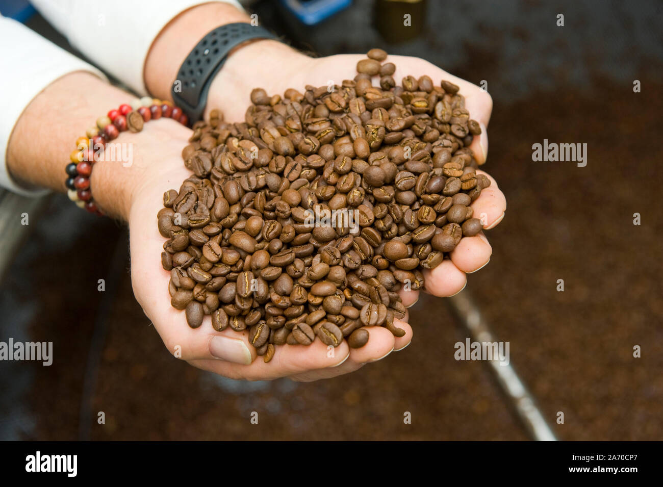 Un uomo è in possesso di tanto quanto i chicchi di caffè con le mani Foto Stock