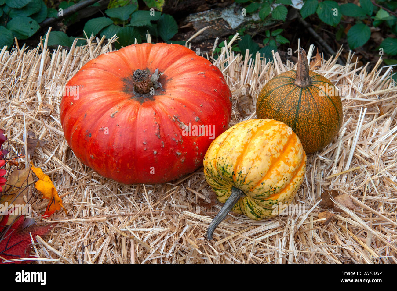 Tre le zucche su una balla di fieno Foto Stock