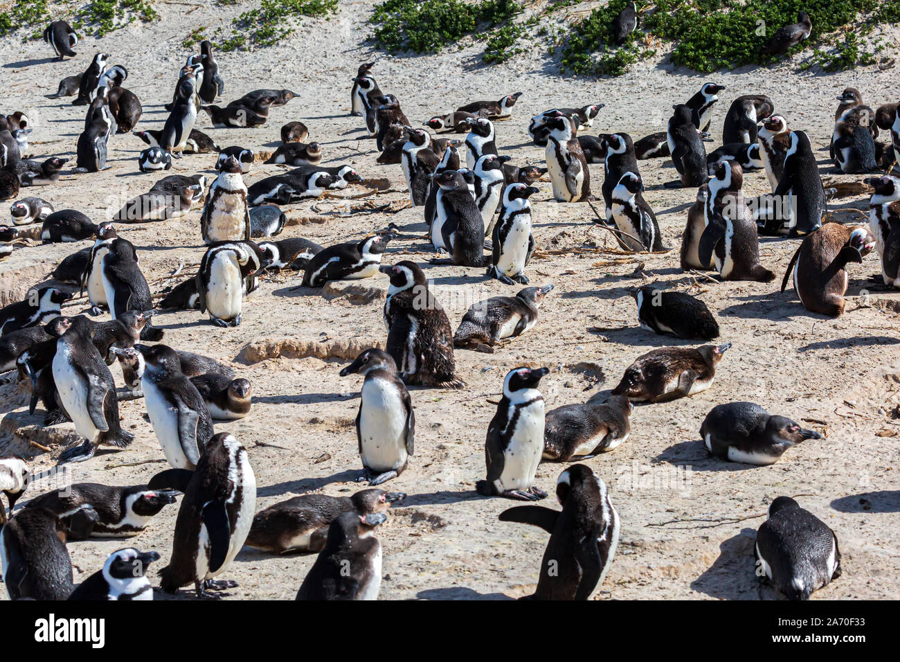 Una colonia di pinguini africani giacenti e piedi intorno a Boulders Beach, Sud Africa Foto Stock