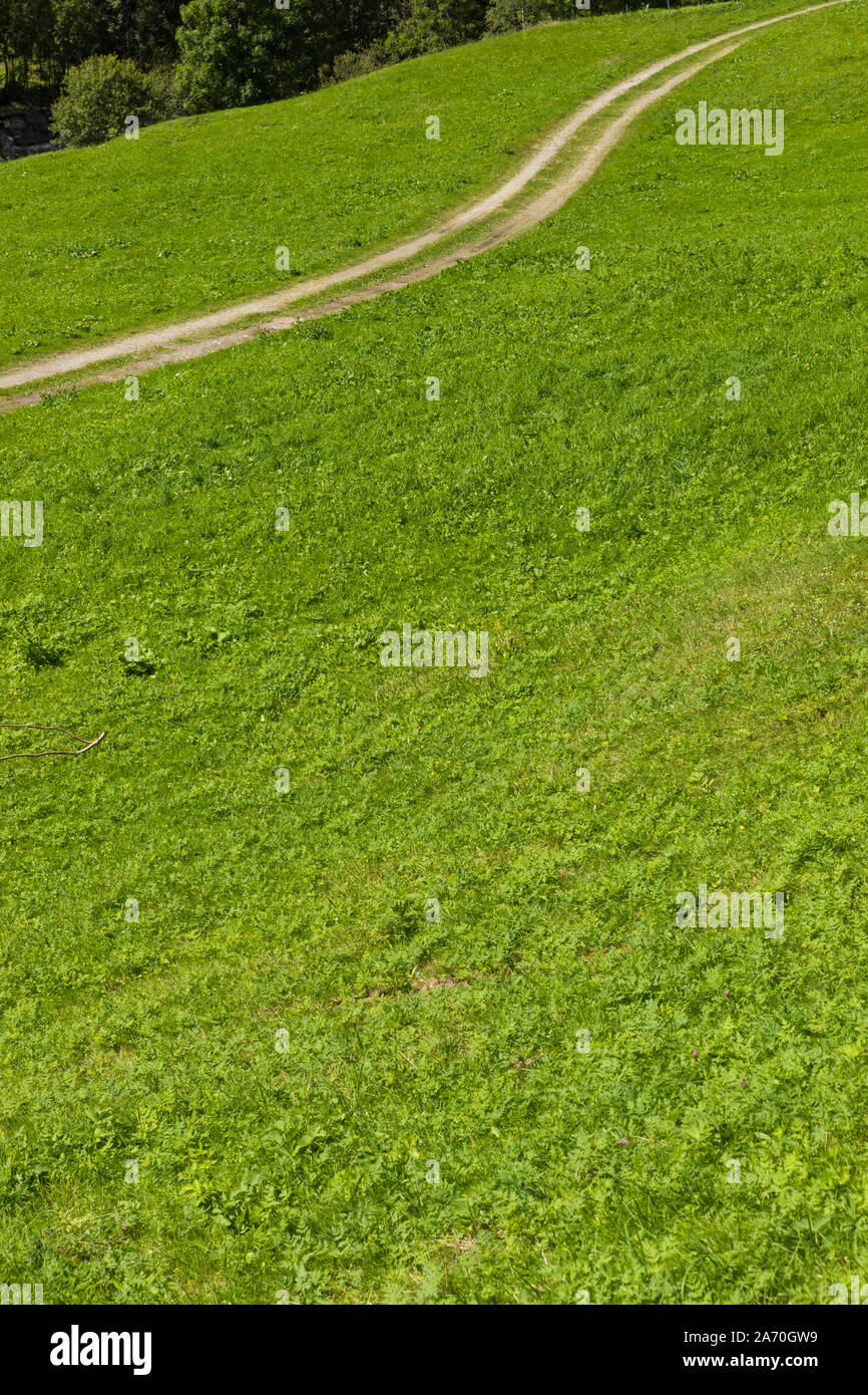 Estate verde prato con strada carrareccia Foto Stock