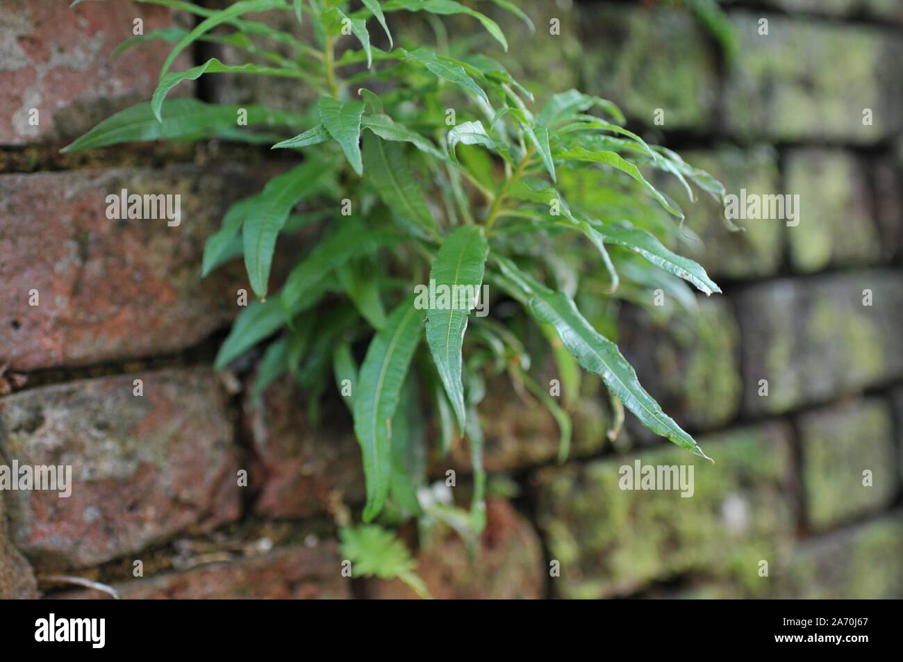 Si è deteriorata muro bianco con mattoni sotto e Moss Foto Stock