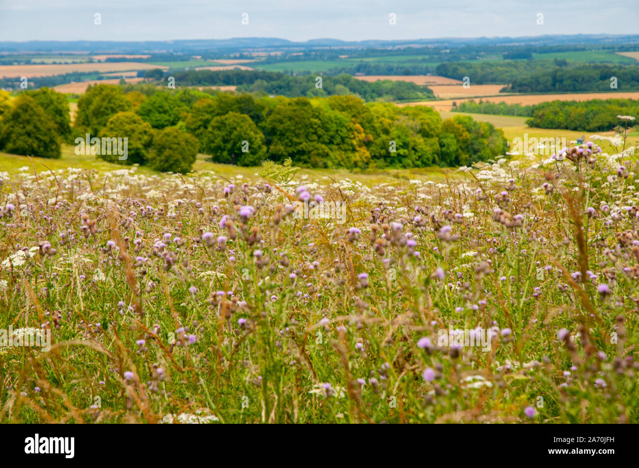 Fiori Selvatici con Hampshire rurali paesaggio di colline coltivate e boschi in background. Foto Stock