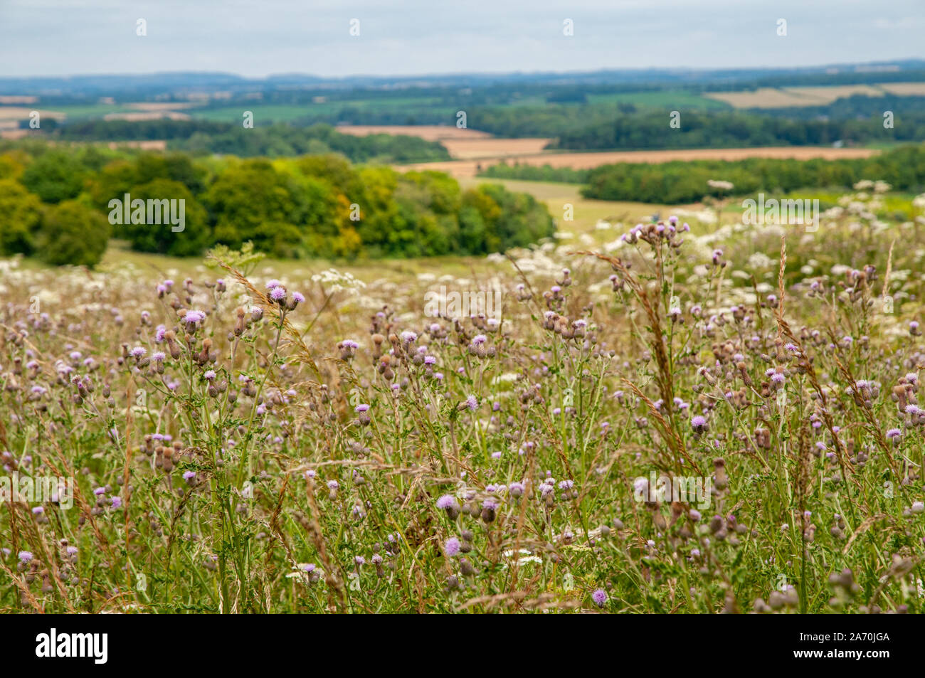Fiori Selvatici con Hampshire rurali paesaggio di colline coltivate e boschi in background. Foto Stock