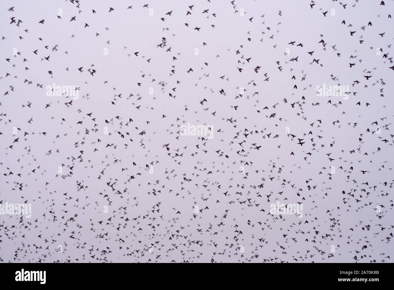 Il movimento di un floks degli uccelli nel cielo, foggy sky Foto Stock