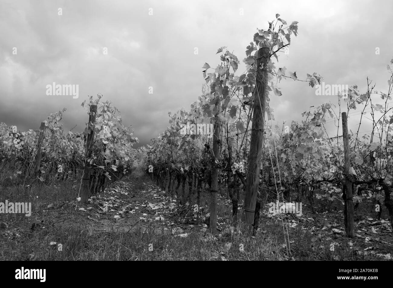 Suggestivo bianco e nero vigna prima della tempesta. cielo nuvoloso .autumv paesaggio. Foto Stock
