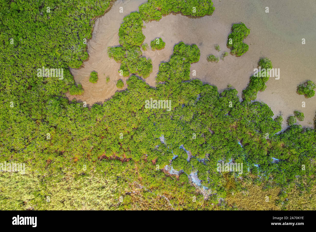Le mangrovie e il mare a Hong Kong Foto Stock