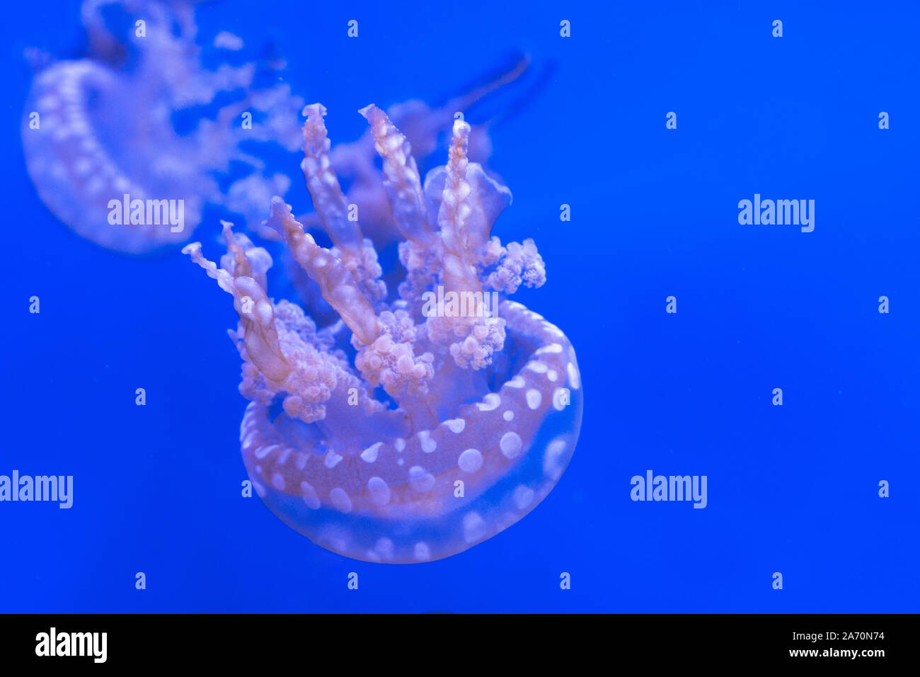 Laguna maculato meduse. Spettacolari Meduse. Foto Stock