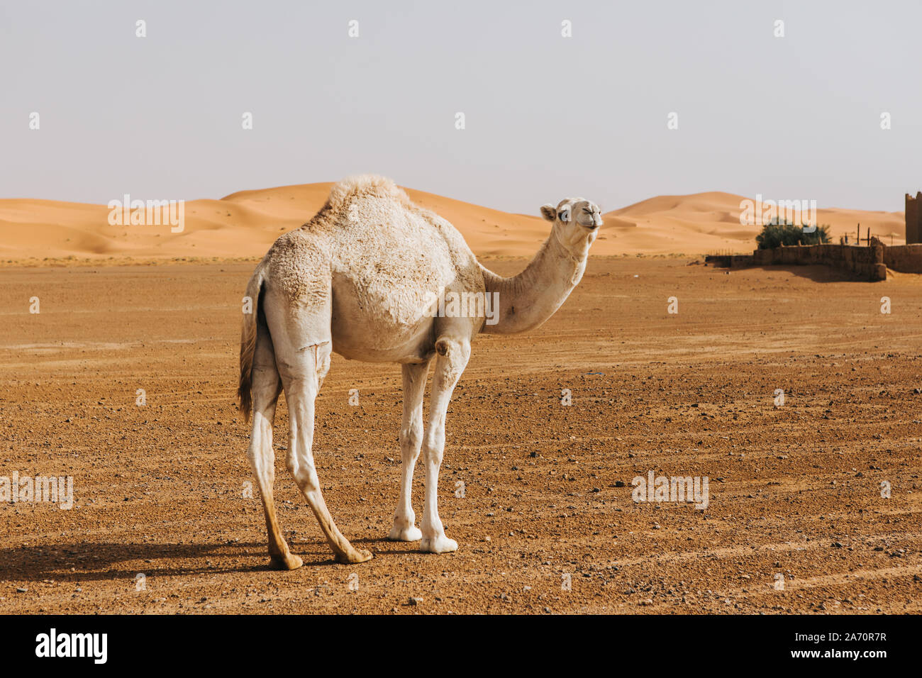 Bella bianco Cammello Dromedario nel deserto. Foto Stock