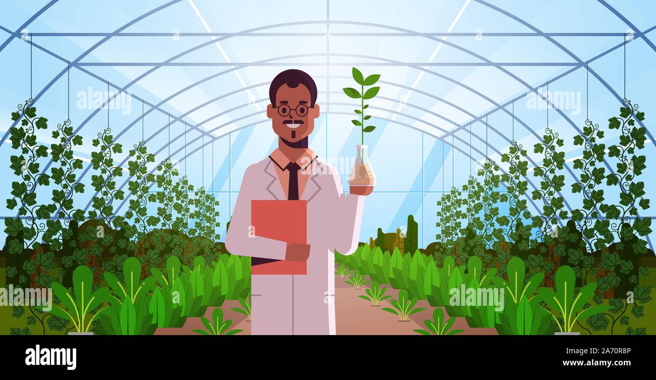 African American scientist esaminando impianto campione nella provetta di vetro moderna serra ricerca interiore scienza agricoltura agricoltura concetto orizzontale piana verticale illustrazione vettoriale Illustrazione Vettoriale