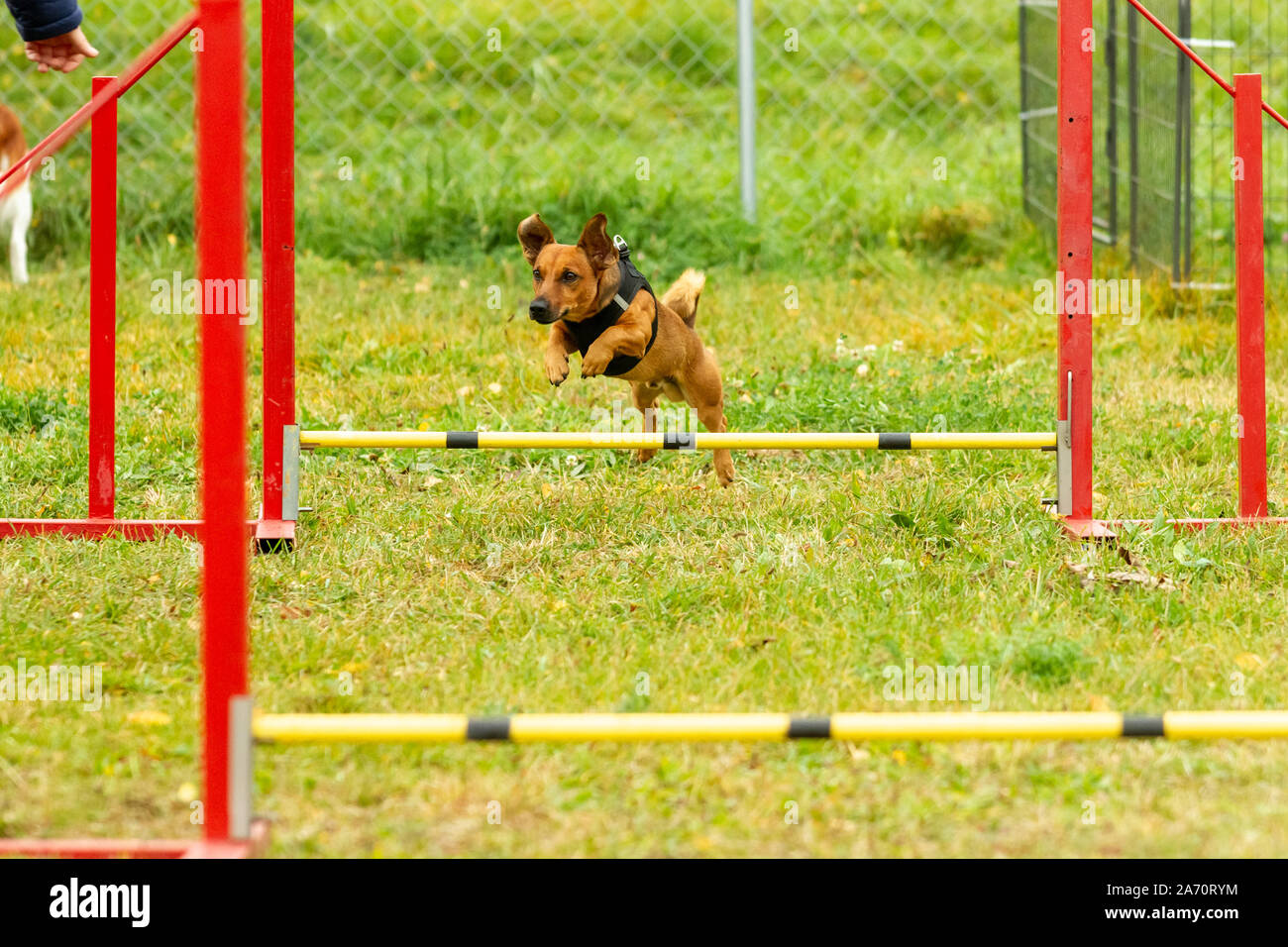 Un giovane brown razza cane impara a saltare sopra gli ostacoli in allenamento per l'agilità. Età 2 anni. Foto Stock