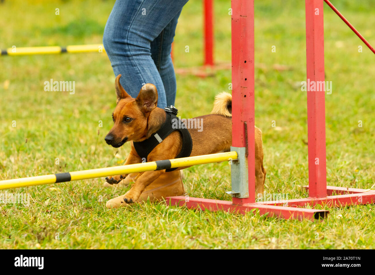 Un giovane brown razza cane impara a saltare sopra gli ostacoli in allenamento per l'agilità. Età 2 anni. Foto Stock