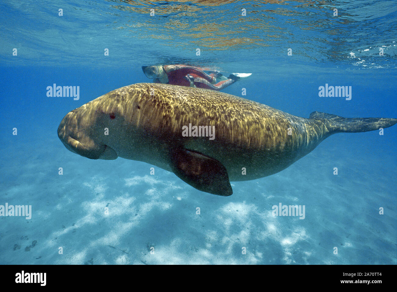E Snorkeller dugongo (Dugong dugon), Borneo Malaysia Foto Stock