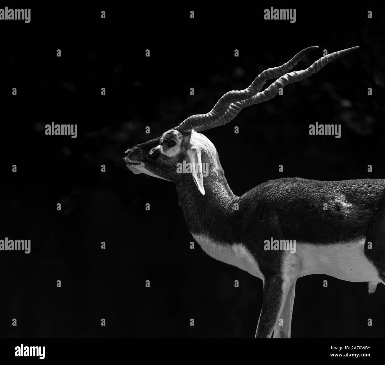 Indian maschio nero Buck in posa con sfondo scuro Foto Stock
