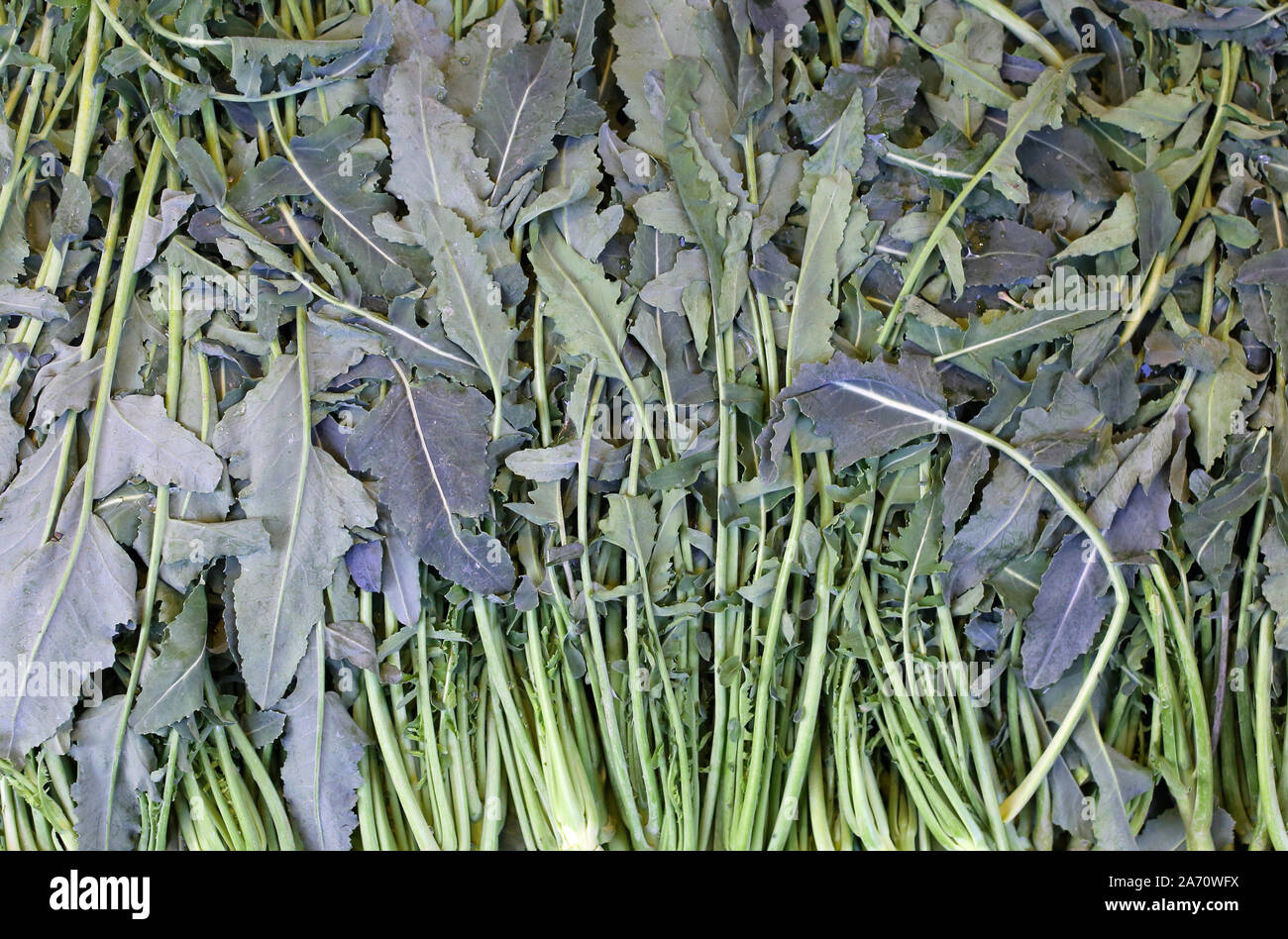 Broccoli Brassica oleracea chiamato Broccolo Fiolaro di Creazzo una piccola città nel Nord Italia Foto Stock