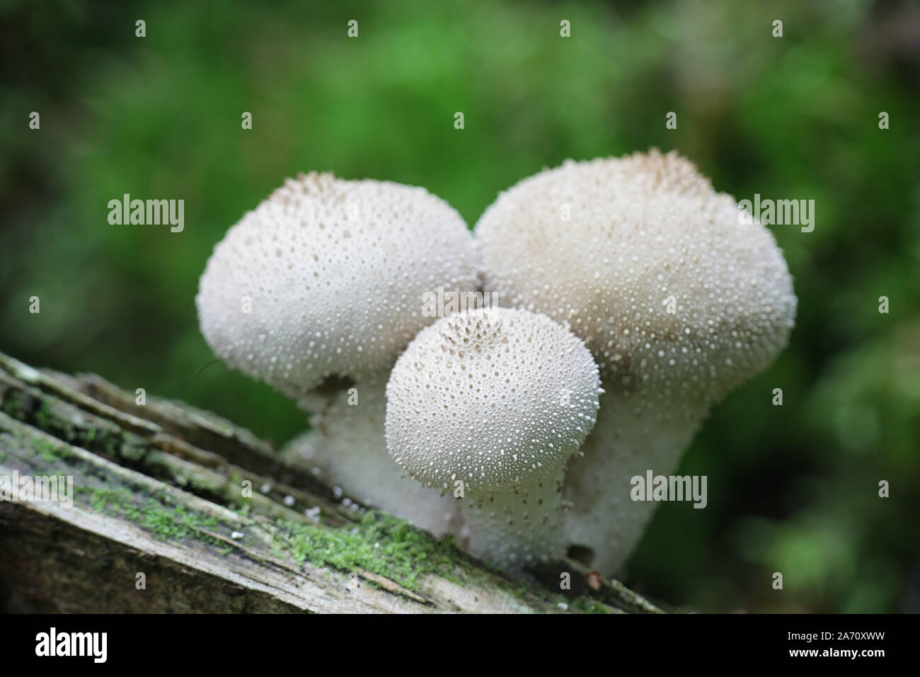 Lycoperdon perlatum, noto come il comune o puffball warted puffball di funghi selvatici dalla Finlandia Foto Stock