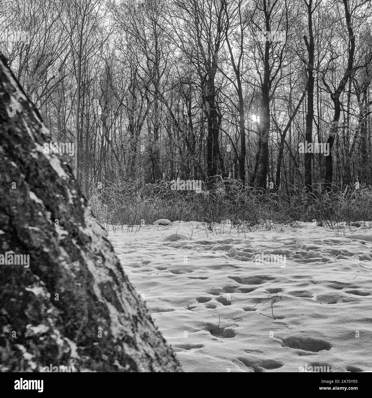 Bianco-nero in vista di alberi con foglie di n. Ancora in vita. Bianco e nero foresta. alberi durante l'inverno mattina tra i raggi di sole Foto Stock