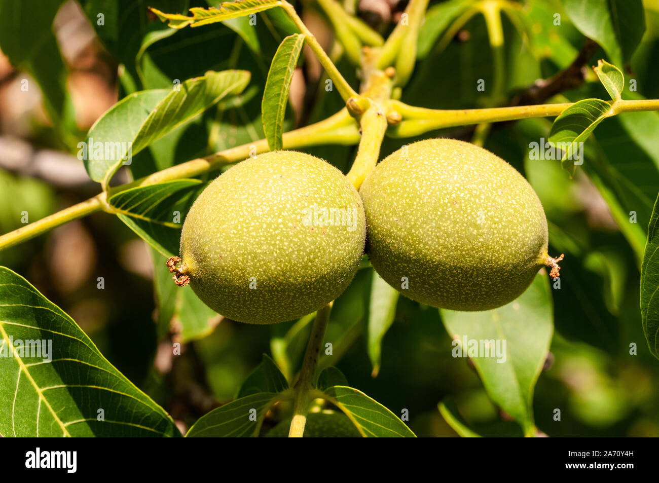 Cluster di dadi immaturi Juglans regia Foto Stock