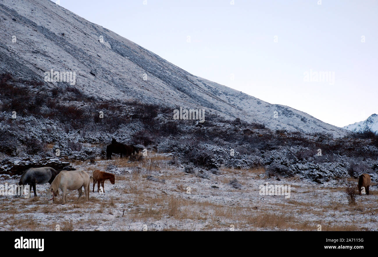 I cavalli pascolano nella coperta di neve Moxxi valley in Daxueshan montagne occidentali del Sichuan in Cina Foto Stock