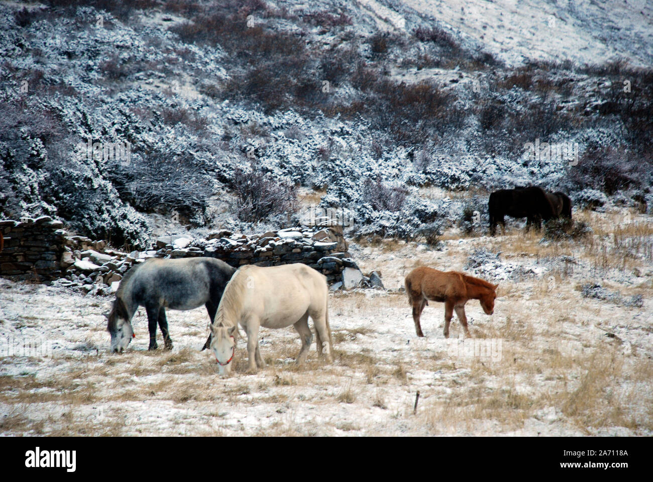 I cavalli pascolano nella valle di Moxi ricoperta di neve nelle montagne Daxueshan del Sichuan occidentale in cina Foto Stock