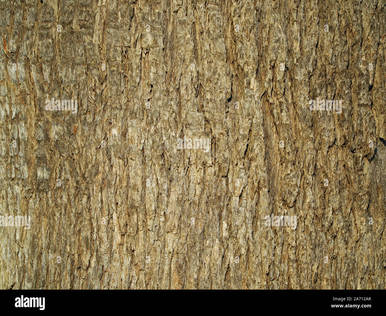 Close up, texture di palm di corteccia di albero. Sfondo naturale Foto Stock