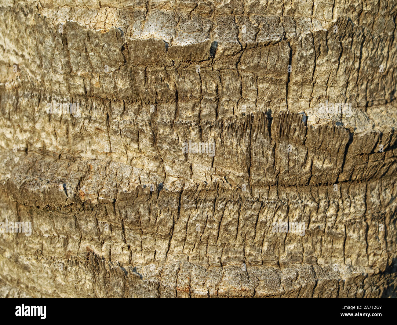 Close up, texture di palm di corteccia di albero. Sfondo naturale Foto Stock