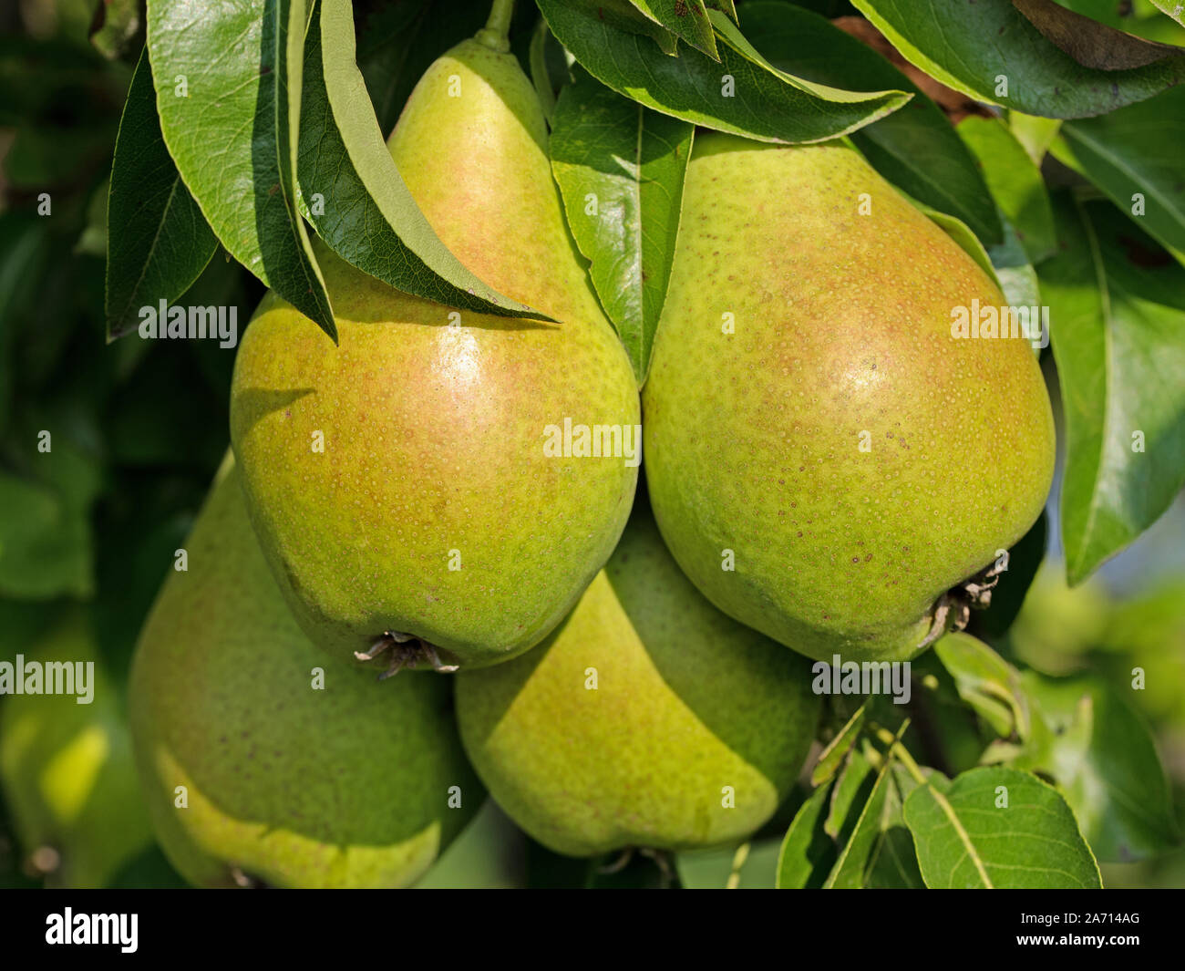 Pere mature, Pyrus domestica, sulla struttura ad albero Foto Stock