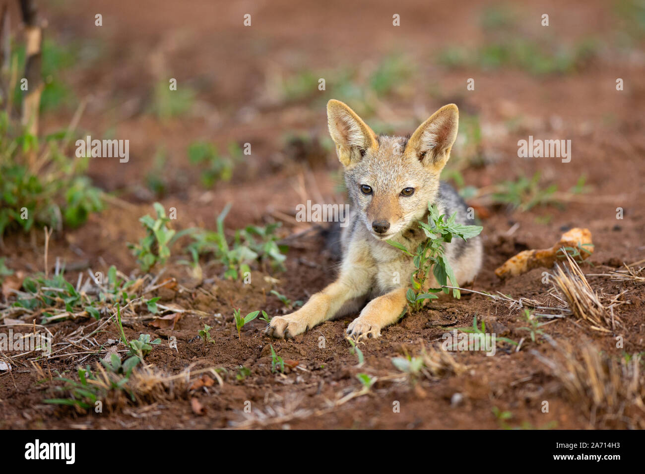Baby Black-backed Jackal (Canis mesomelas), Karongwe Game Reserve, Limpopo, Sud Africa Foto Stock