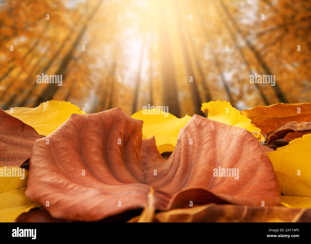 Concetto di autunno, bella colorata e foglie secche sul suolo della foresta. Foto Stock