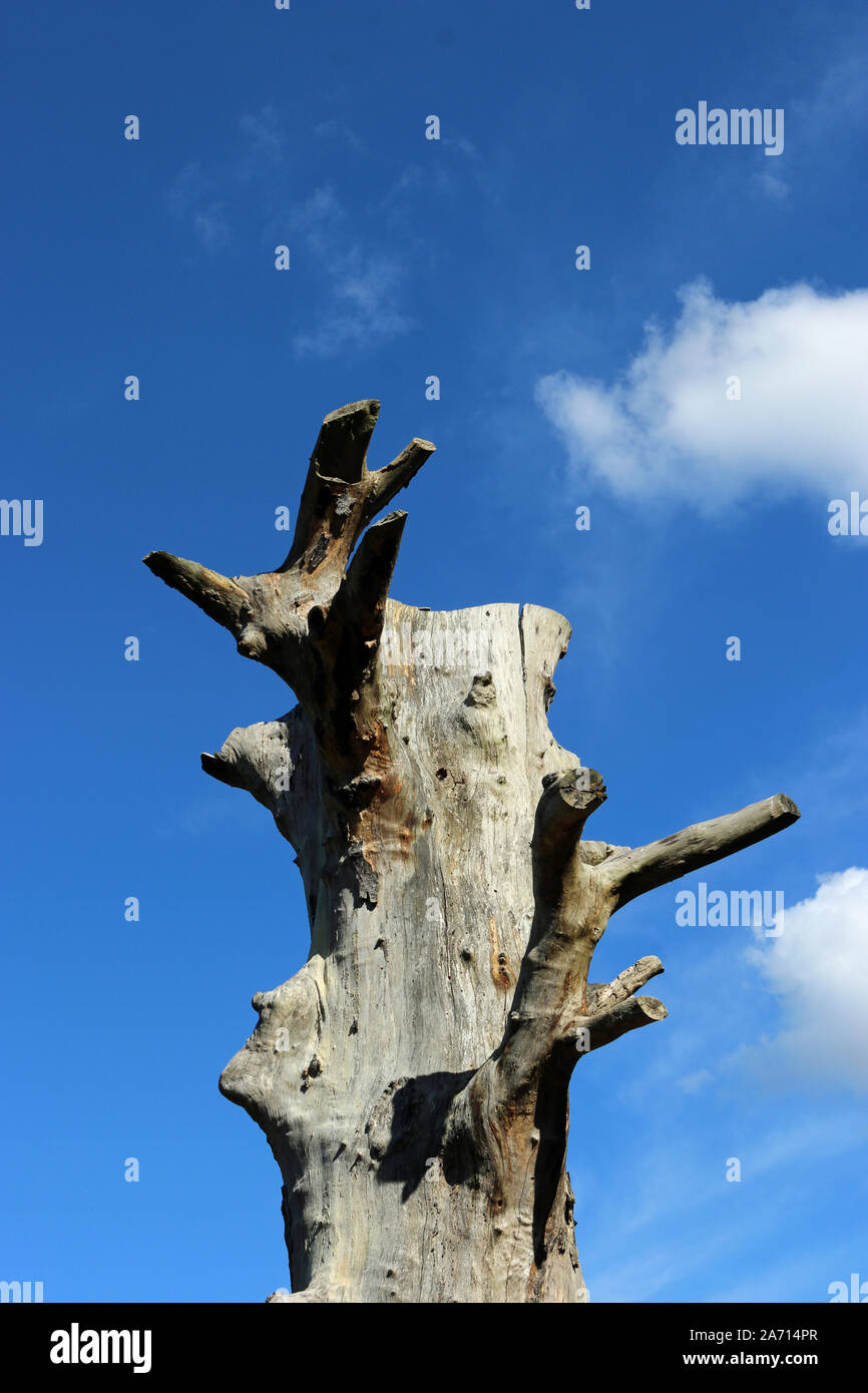 In piedi vecchio albero morto con nessuna corona, di succursali o di corteccia e uno sfondo di cielo blu con nuvole bianche. Foto Stock