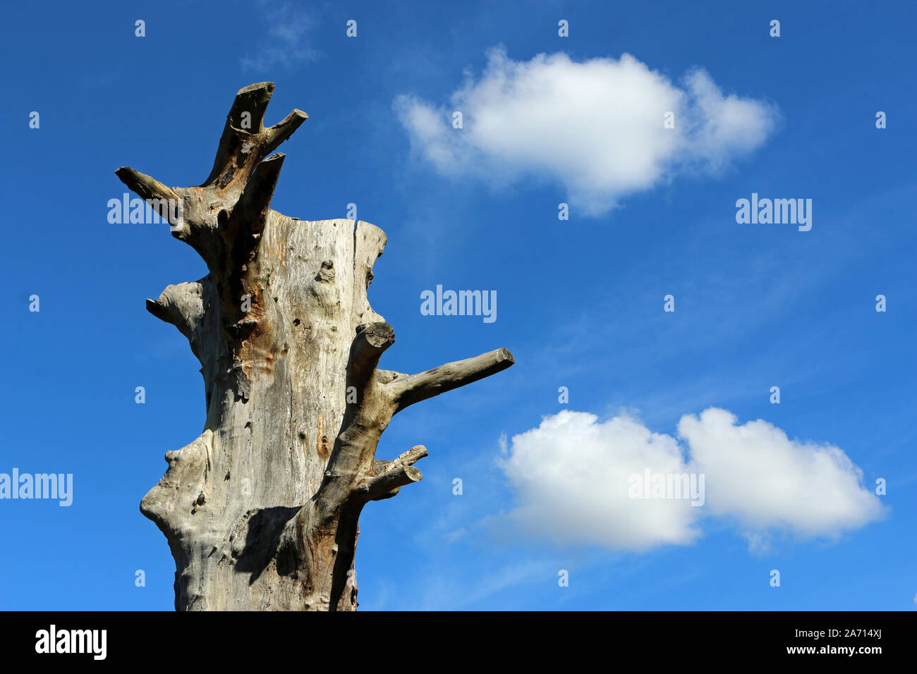 In piedi vecchio albero morto con nessuna corona, di succursali o di corteccia e uno sfondo di cielo blu con nuvole bianche e buona copia spazio. Foto Stock
