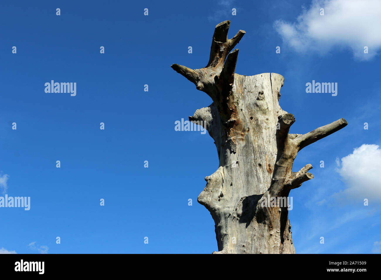 In piedi vecchio albero morto con nessuna corona, di succursali o di corteccia e uno sfondo di cielo blu con nuvole bianche e buona copia spazio. Foto Stock