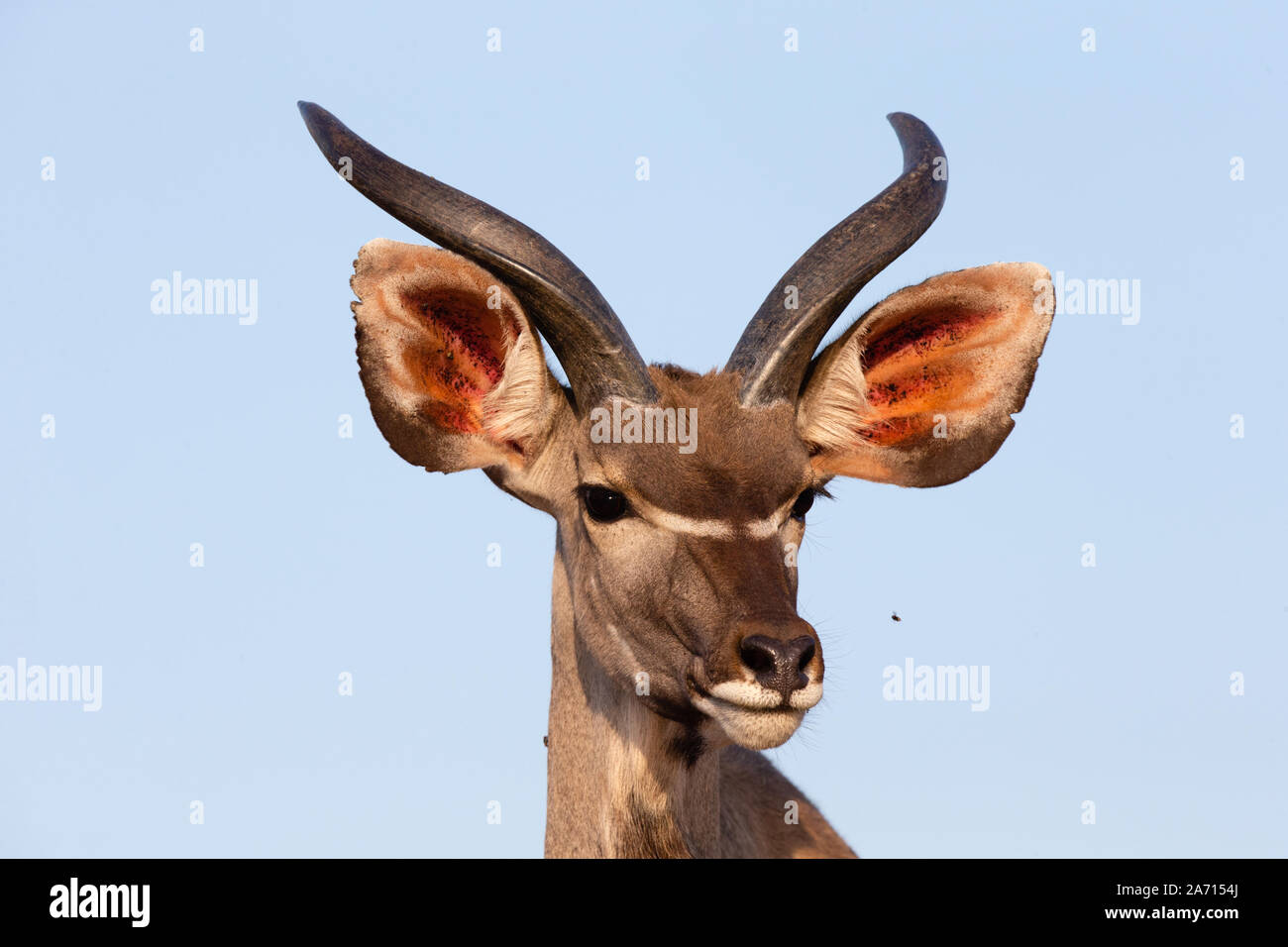 I capretti maggiore Kudu (Tragelaphus strepsiceros) ritratto maschile, Karongwe Game Reserve, Limpopo, Sud Africa Foto Stock