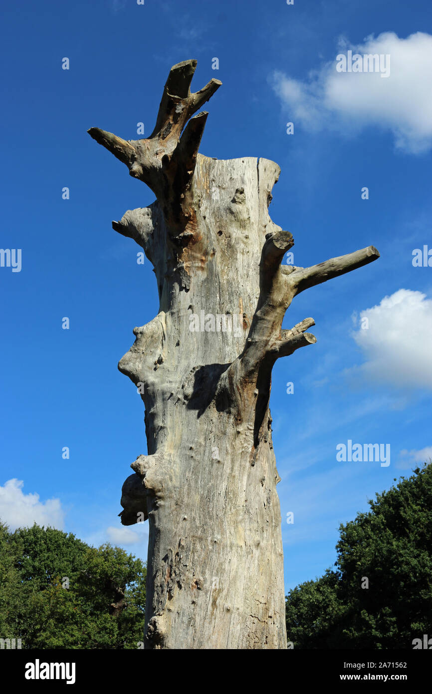 In piedi vecchio albero morto con nessuna corona, di succursali o di corteccia e uno sfondo di alberi, cielo blu con nuvole bianche. Foto Stock