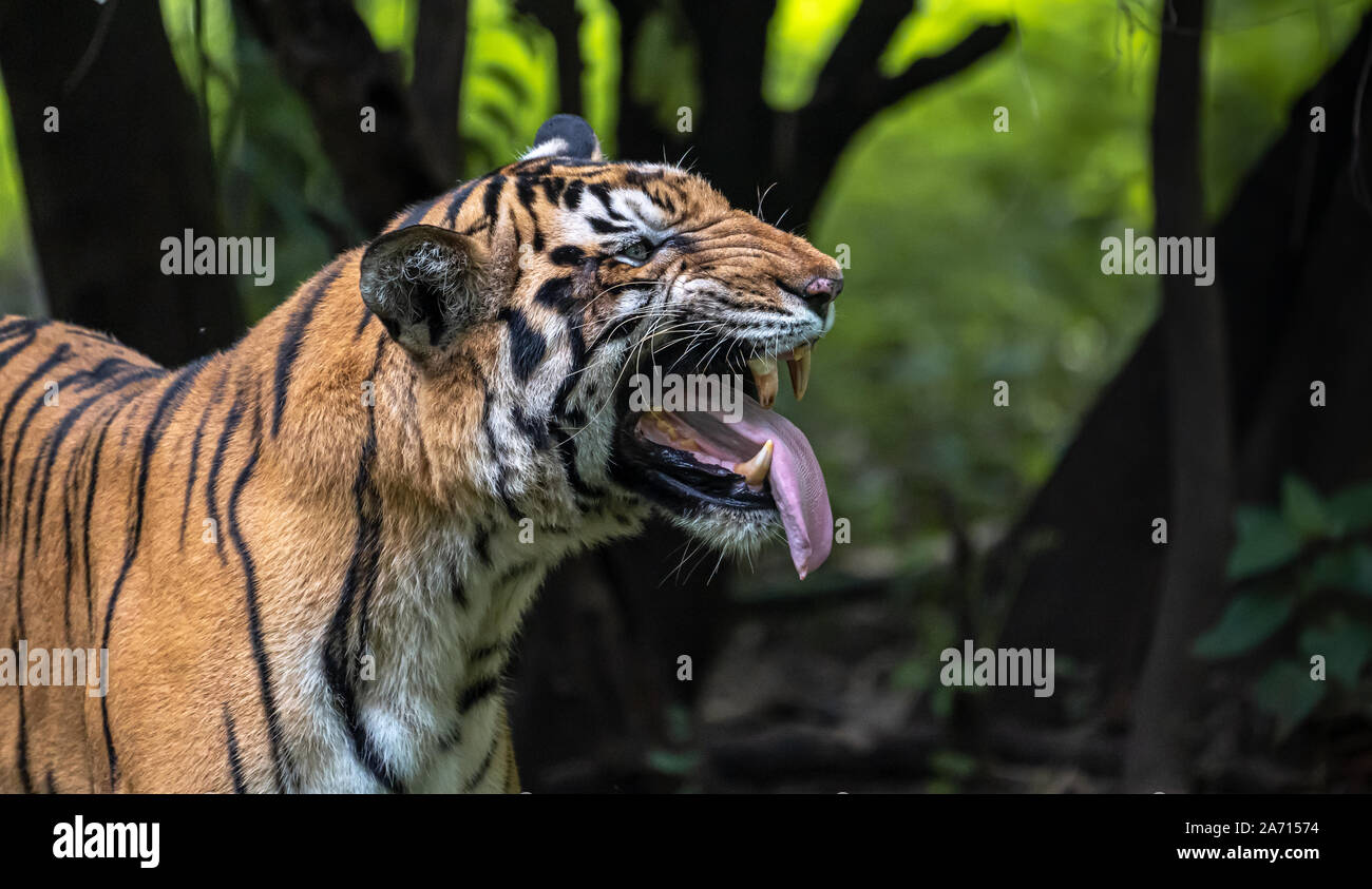 Tigre maschio sniffing e mostrando il canino Foto Stock