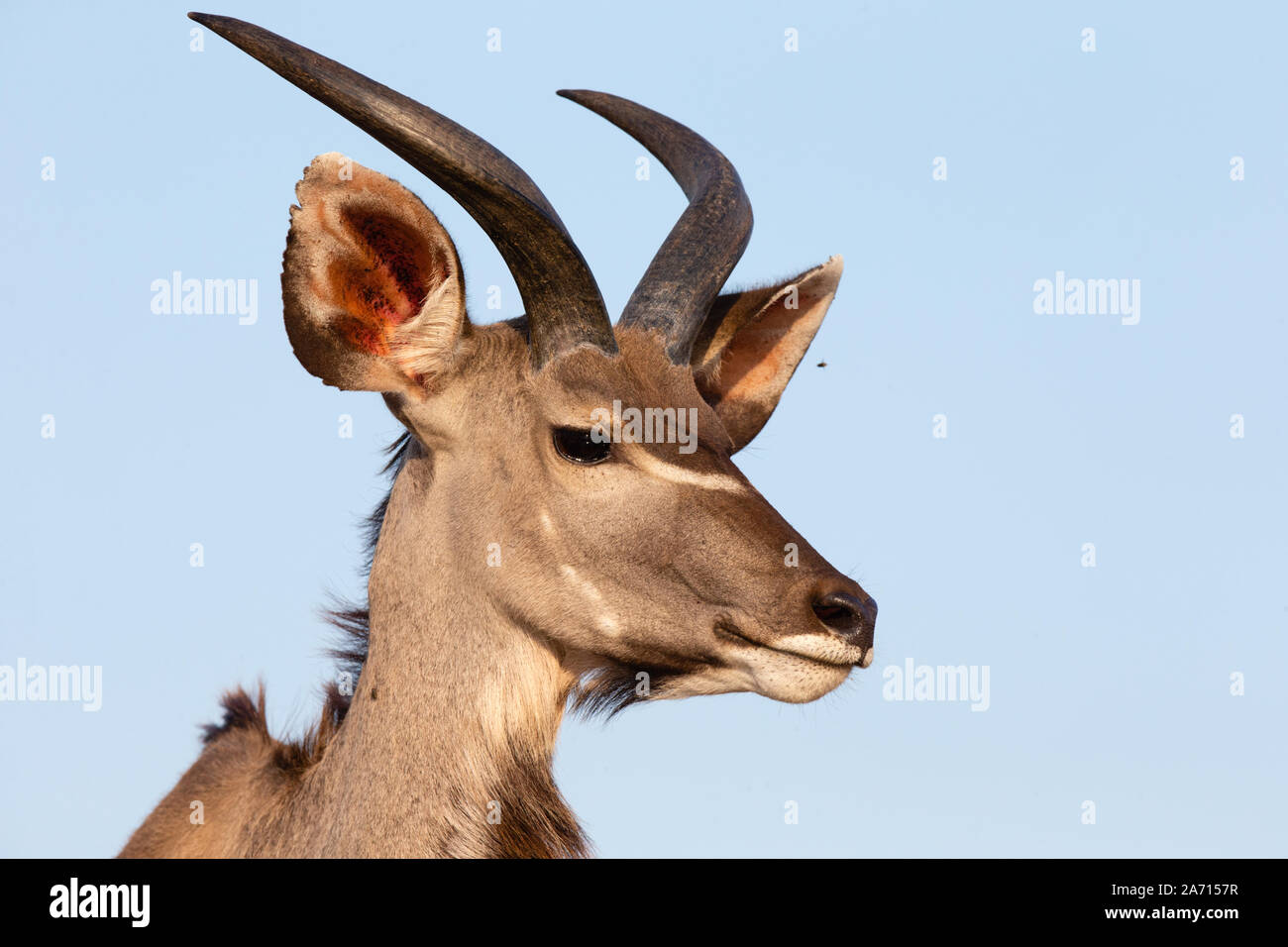 I capretti maggiore Kudu (Tragelaphus strepsiceros) ritratto maschile, Karongwe Game Reserve, Limpopo, Sud Africa Foto Stock