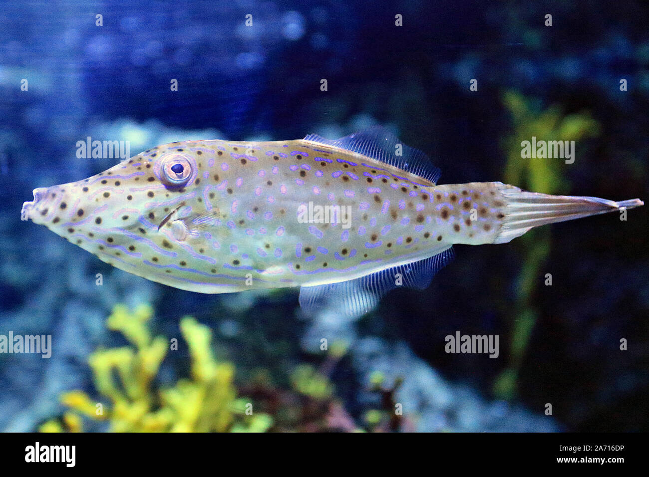 Aluterus scriptus, comunemente noto come scrawled filefish, broomtail filefish o scarabocchiati leatherjacket, è un mare di pesci appartenenti alla famiglia Monacanthidae. Foto Stock