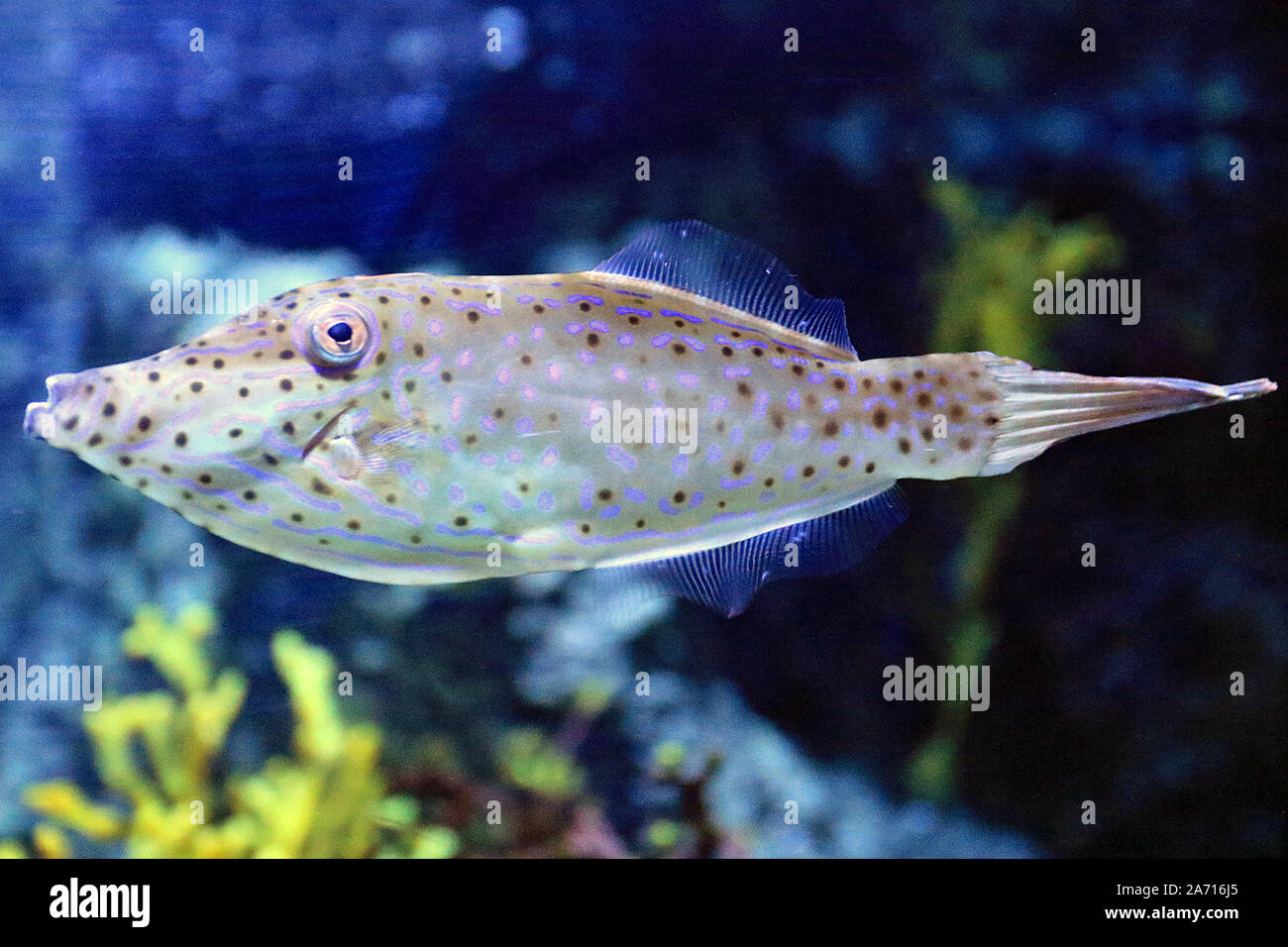 Aluterus scriptus, comunemente noto come scrawled filefish, broomtail filefish o scarabocchiati leatherjacket, è un mare di pesci appartenenti alla famiglia Monacanthidae. Foto Stock