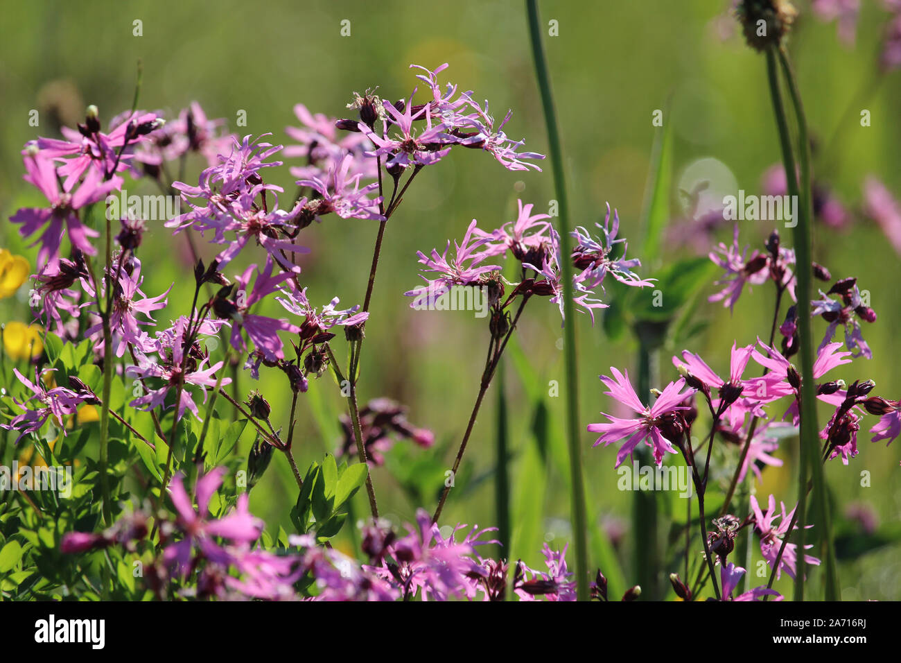 In prossimità di un bel colore rosa Ragged robin fiori. Noto anche come Lychnis flos-cuculi, in una naturale prato estivo. Rosa fiori selvatici, sfondo. Foto Stock