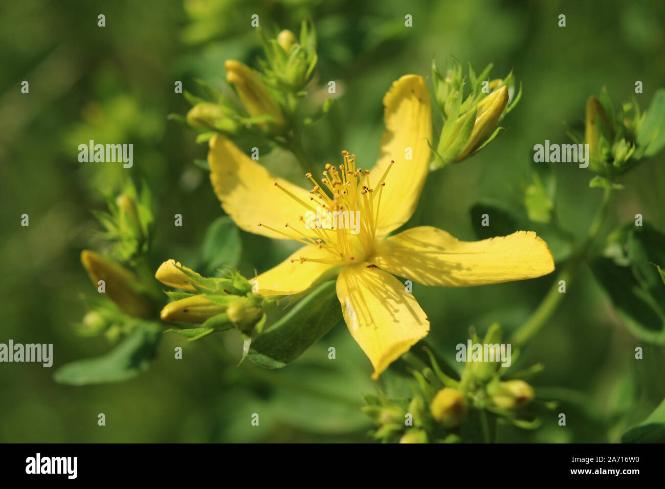 Chiudere l immagine dei fiori gialli di Hypericum perforatum, anche noto come erba di San Giovanni. All'aperto in un ambiente naturale. Foto Stock