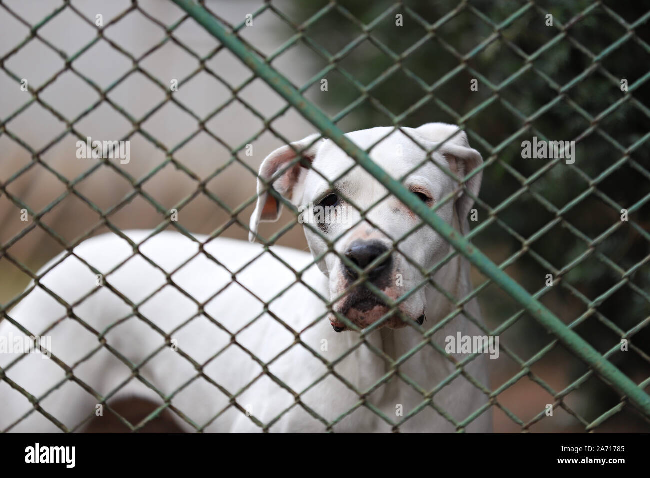 Cane in gabbia,cane dietro la rete Foto Stock