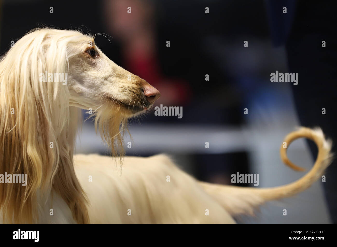 Ritratto di un bel cane di razza, Levrieri Afghani, cane foto con posto per il testo Foto Stock