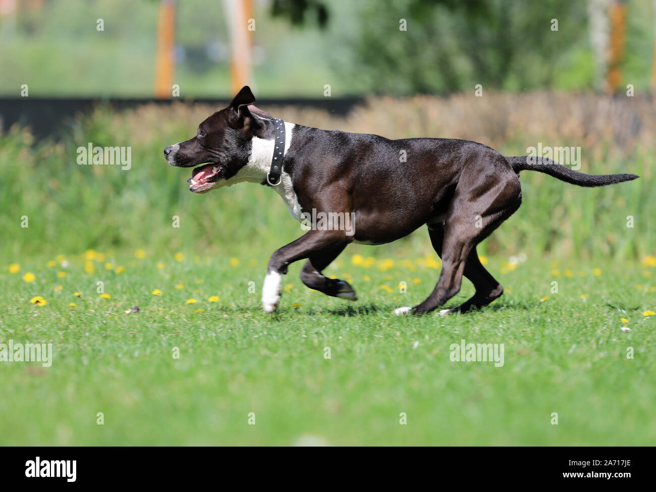 Cane, american staffordshire terrier Foto Stock