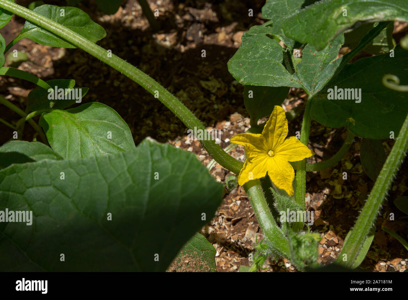 Organici di vite di cetriolo con fiore cresce in calcestruzzo piantatrice, nella mezza ombra durante una giornata di sole, Asunción, Paraguay Foto Stock