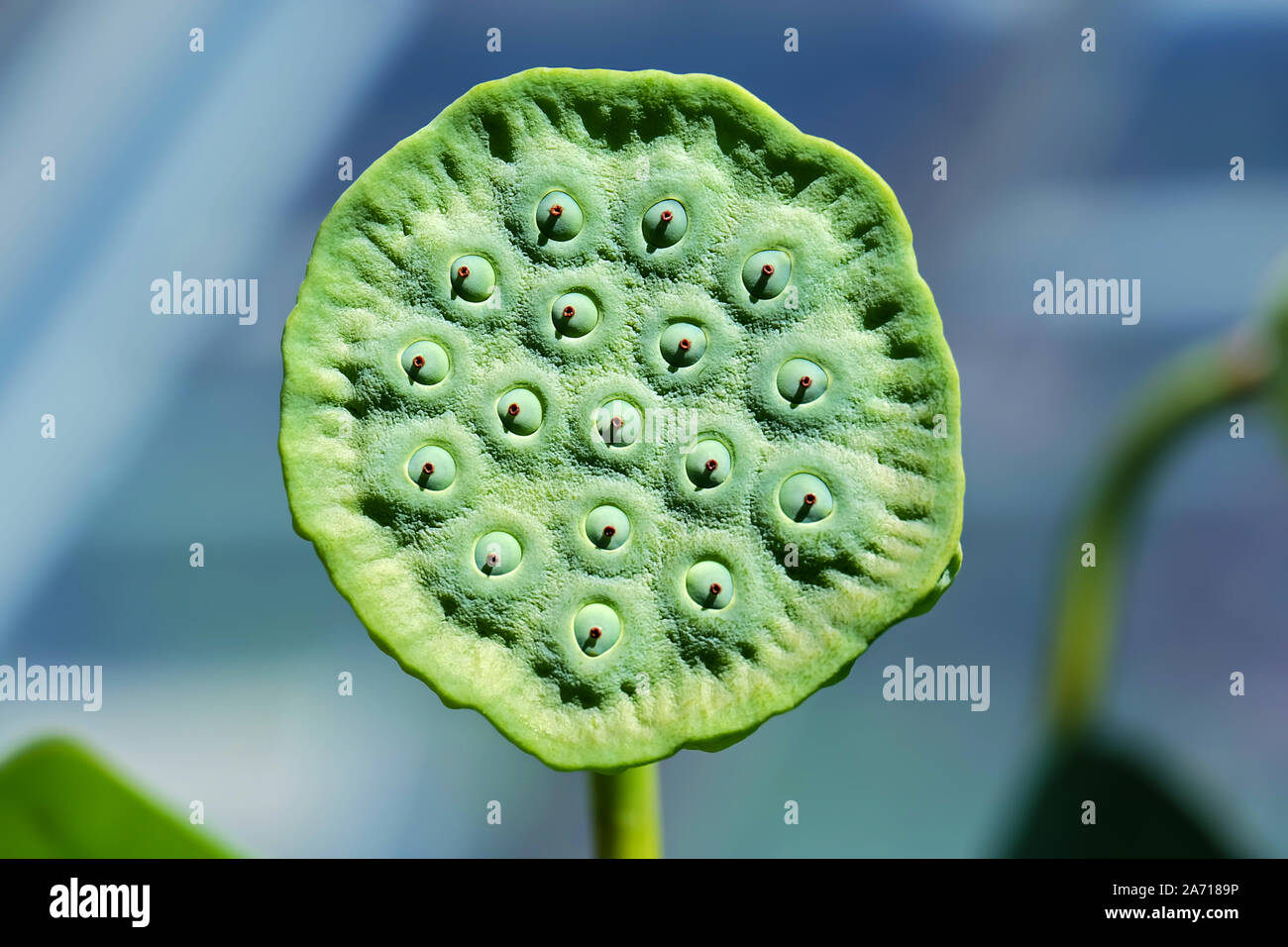 Esotici semi rotondi di stand di un loto isolato su sfondo sfocato Foto Stock