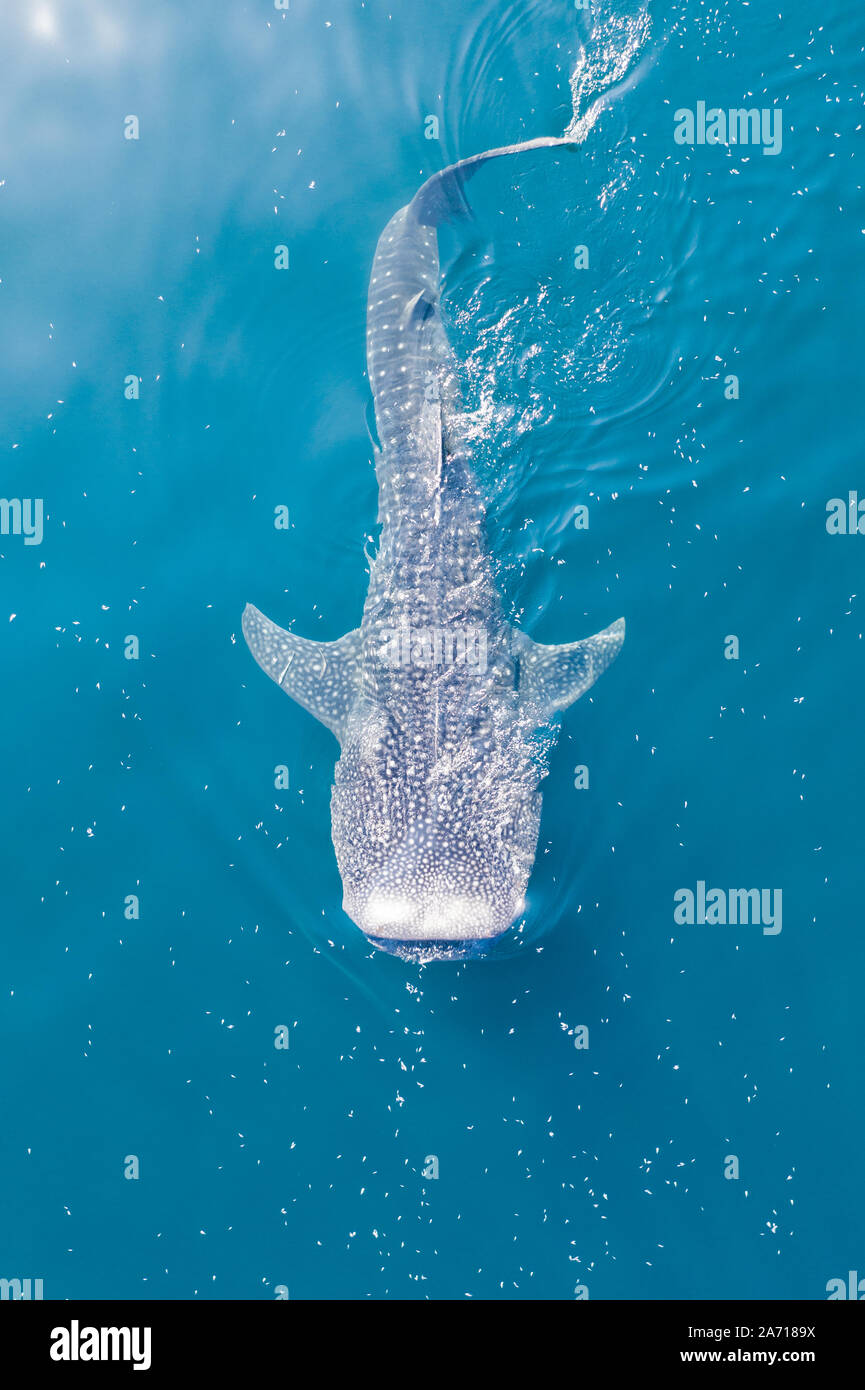 Un squalo balena, Rhincodon typus, lentamente nuota vicino alla superficie  di alimentazione di krill in Indonesia. Questo è il più grande conosciuto  extant specie di pesce sulla terra Foto stock - Alamy