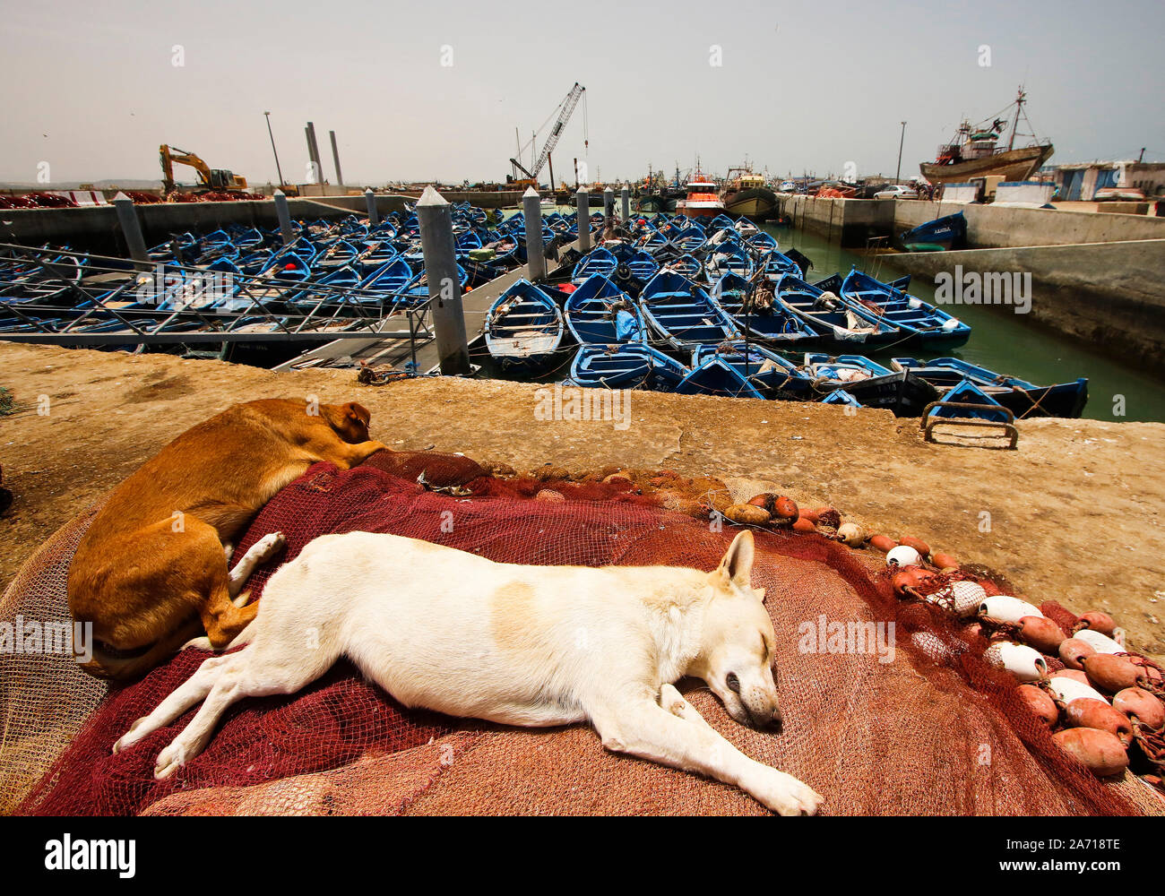 Porto di Essaouira. Il Marocco Foto Stock